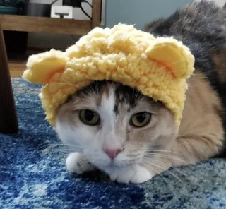 Memow, a calico cat in a fuzzy yellow bear hat