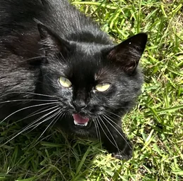 Silky, a black cat meowing in the grass